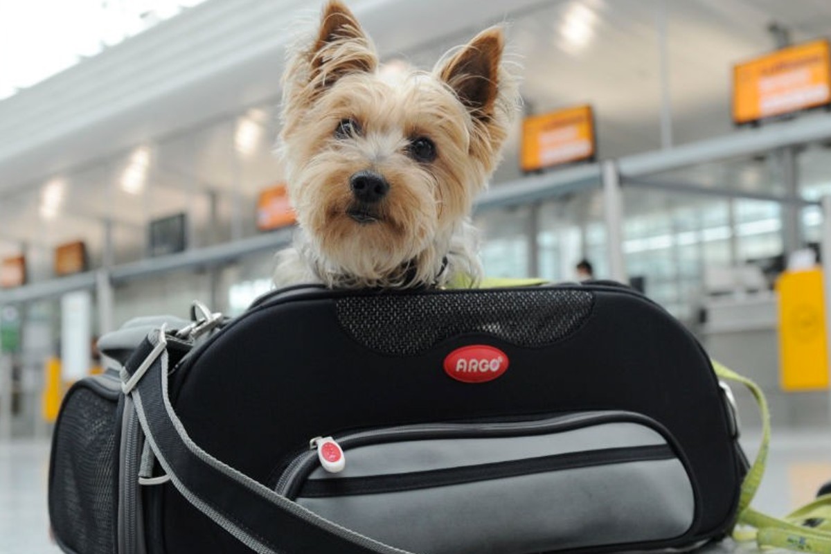 viajes-mascota-recomendaciones-perros-gatos