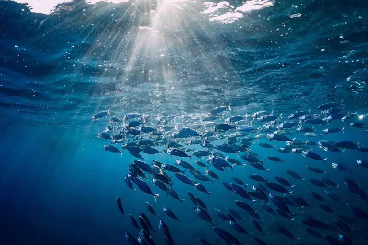 onu-tratado-oceanos-proteger